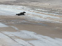 Seal On Winter Beach