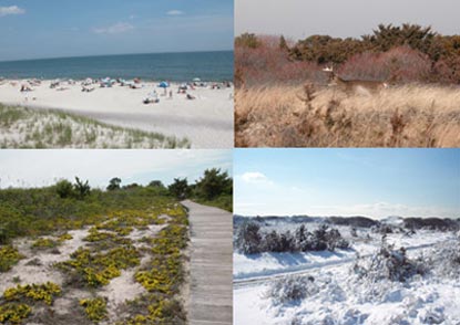 Collage of photographs showing the four distinct seasons on Fire Island: summer beach with people sunbathing; deer camouflaged among brown fall vegetation; snow-covered swale between the dunes; yellow spring flowers carpet the swale.