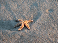 Starfish is overturned onto the beach by retreating wave.