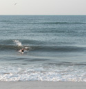 Swimmer in small wave.