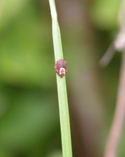 Upside down, a brown dog tick grasps a blade of grass. Upside down, a brown dog tick grasps a blade of grass.