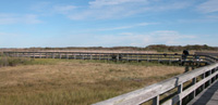 Wooden boardwalk trail winds into golden salt marsh grasses on a clear fall day.