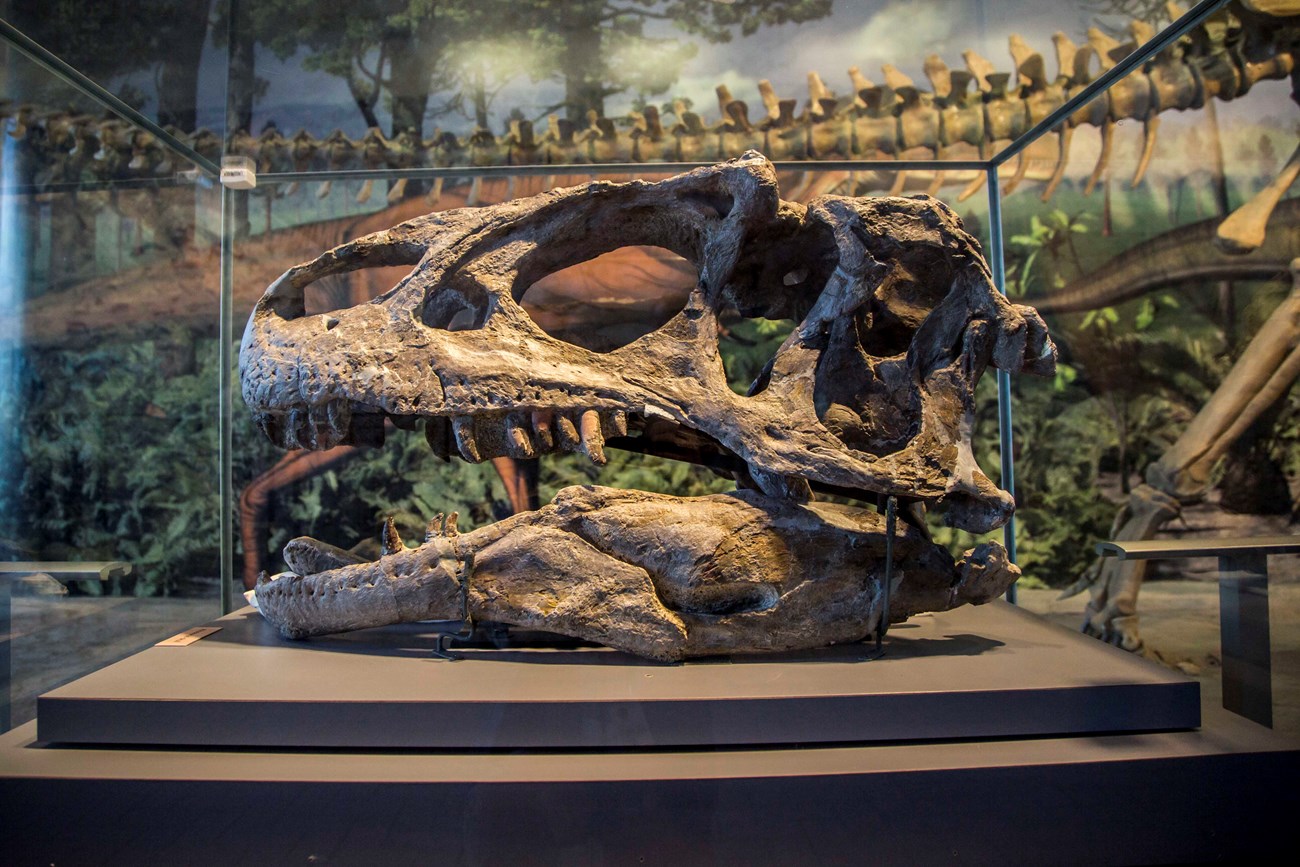 A real, fossilized skull of the predatory dinosaur, Allosaurus fragilis, inside a glass case in front of a mural.