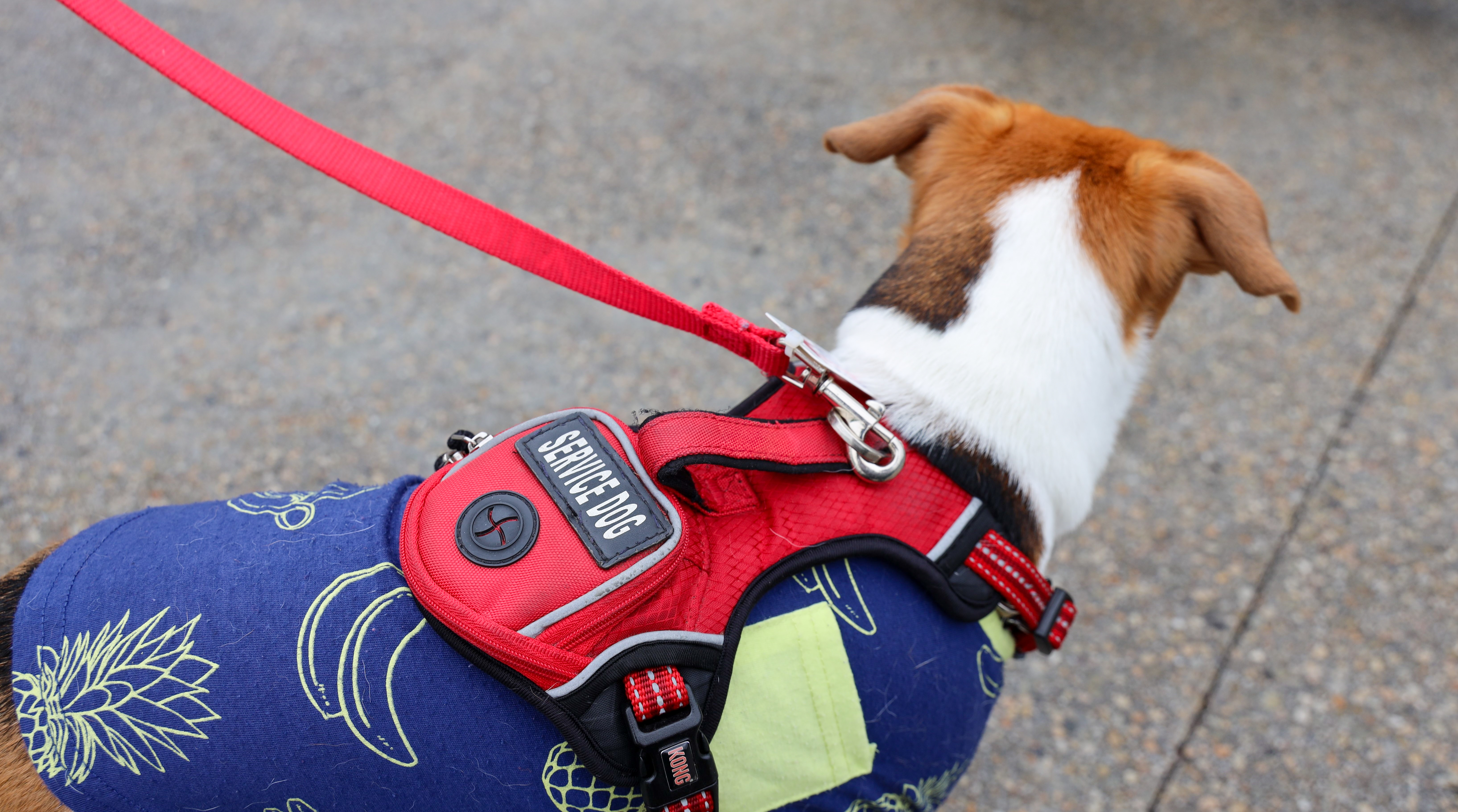 Leashed service dog