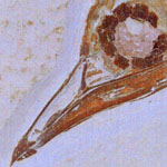 fossil bird head