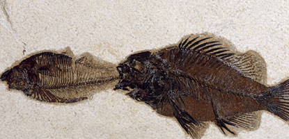 Priscacara with Diplomystus in mouth
