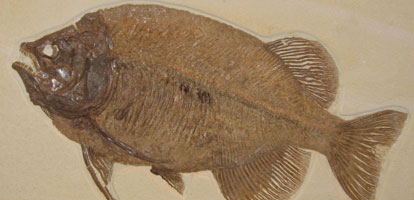 Phareodus encaustus