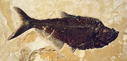 diplomystus dentatus