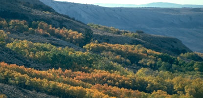 aspens in October