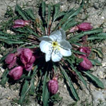 evening primrose evening primrose