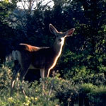 mule deer mule deer