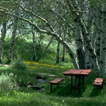 shaded picnic area shaded picnic area
