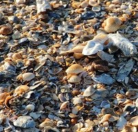 Many Shells on the beach