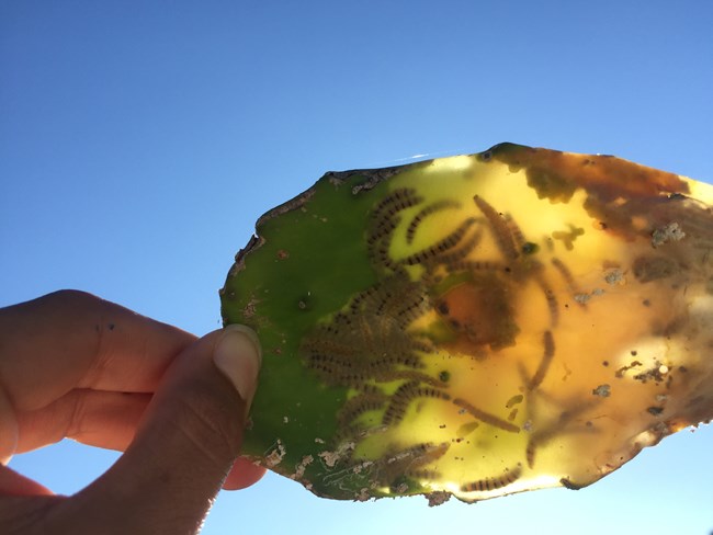 A hand is holding a cactus pad up to the sun to see Caterpillars within the pad