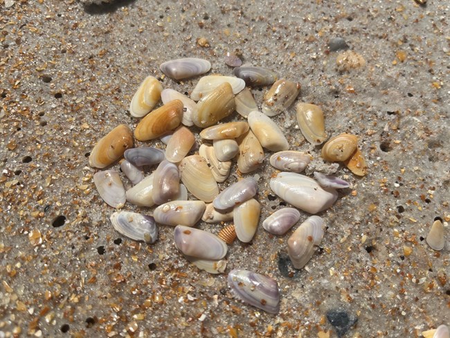 Coquina Clams