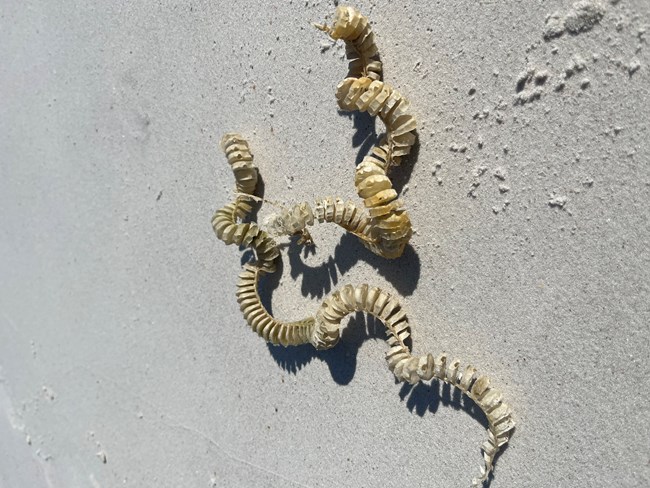 Whelk Egg Casing on a gray sandy beach