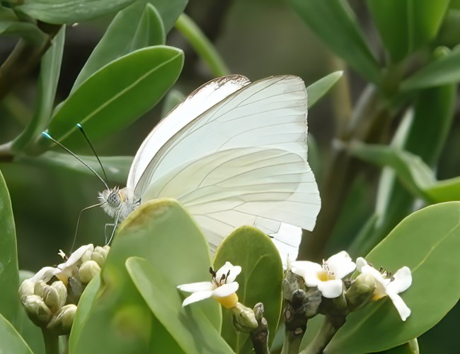 Great Southern White Butterfly on a White Mangrove