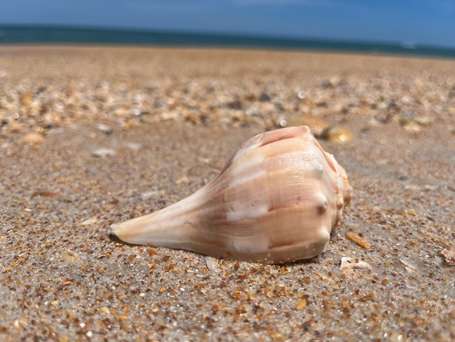 Lightning Whelk shell on a sandy beach