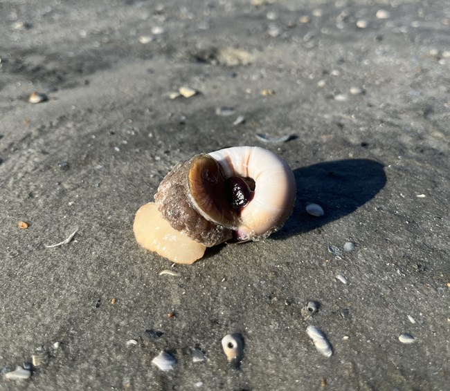 Shark Eye Snail emerging from it's shell