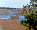 Fort Matanzas has a variety of habitats for a variety of plants and animals.
