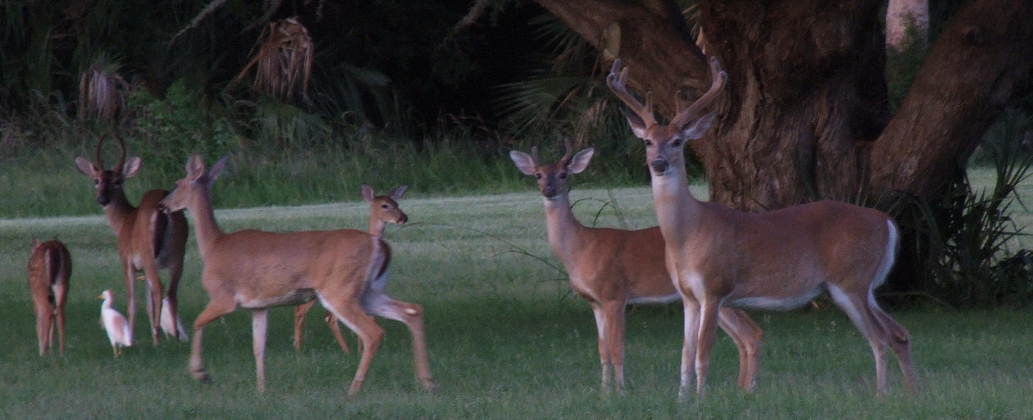 White-tailed deer on Cockspur Island