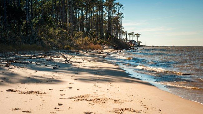 Sandy beach view with trees.