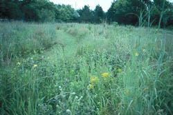 Tallgrass prairie at Fort Scott with trail through prairie in picture. Tallgrass prairie at Fort Scott with trail through prairie in picture.