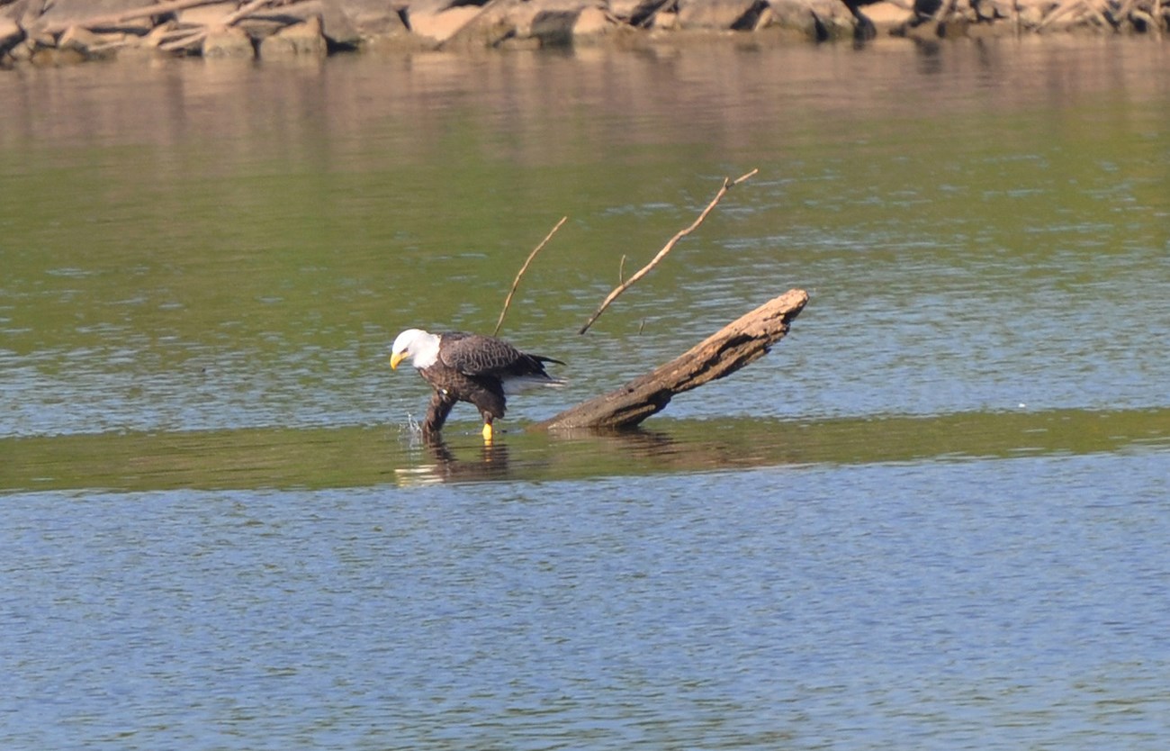 A bald eagle claws below the surface of the water in search of tasty turtles.