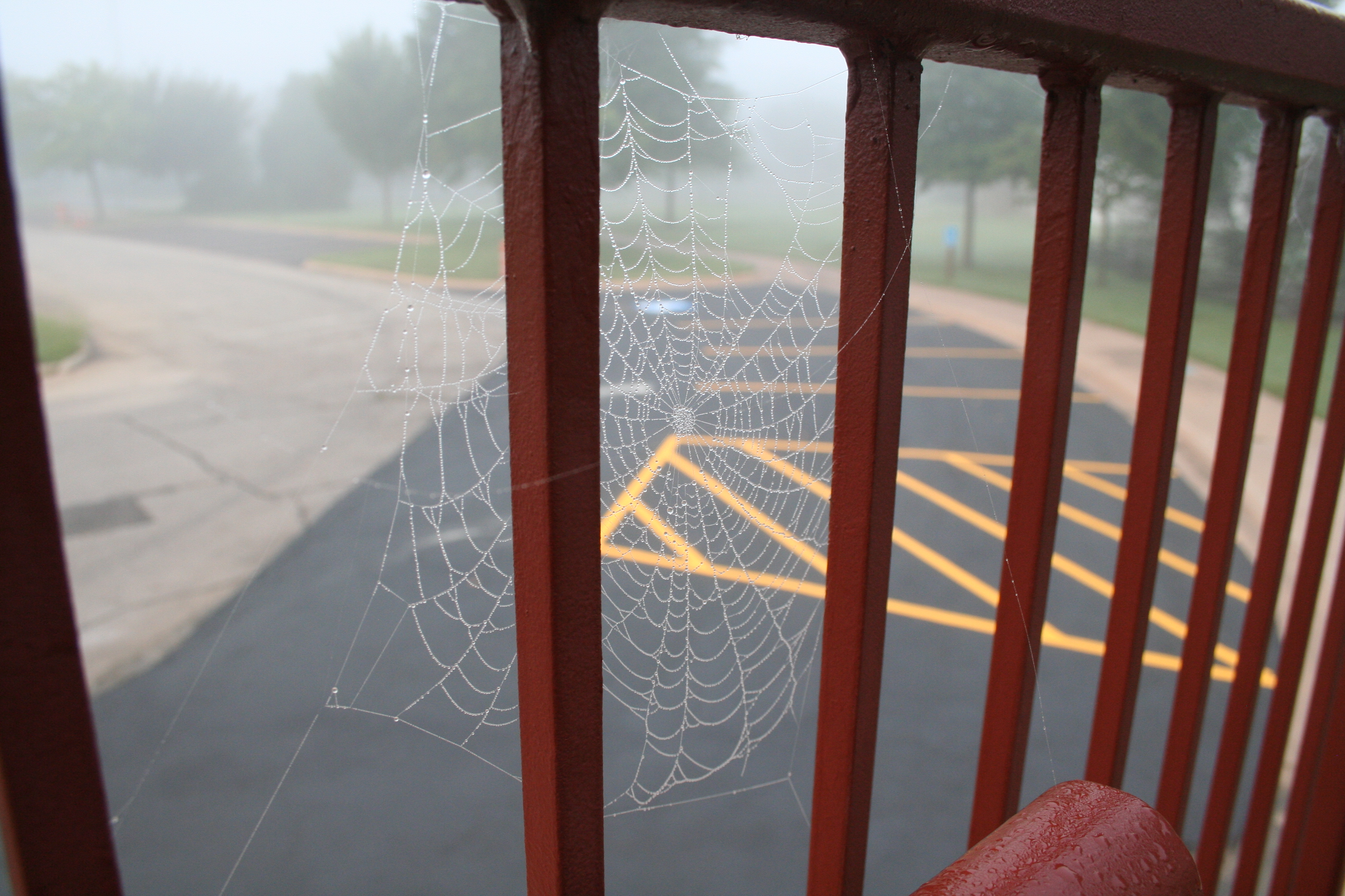 A spider's web collects moisture as the morning fog lifts.