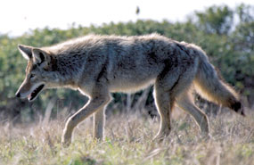 Profile image of an adult coyote