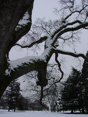 Image of an oak branch covered in snow