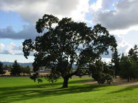 An image of an Oregon Oak tree in the park's Great Meadow