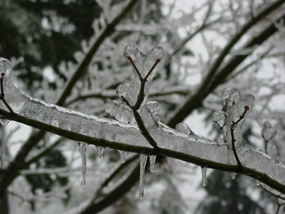 A detailed image of a Maple tree branch encased in ice