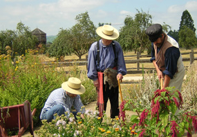 Volunteers and staff at work in the Fort Vancouver Garden.