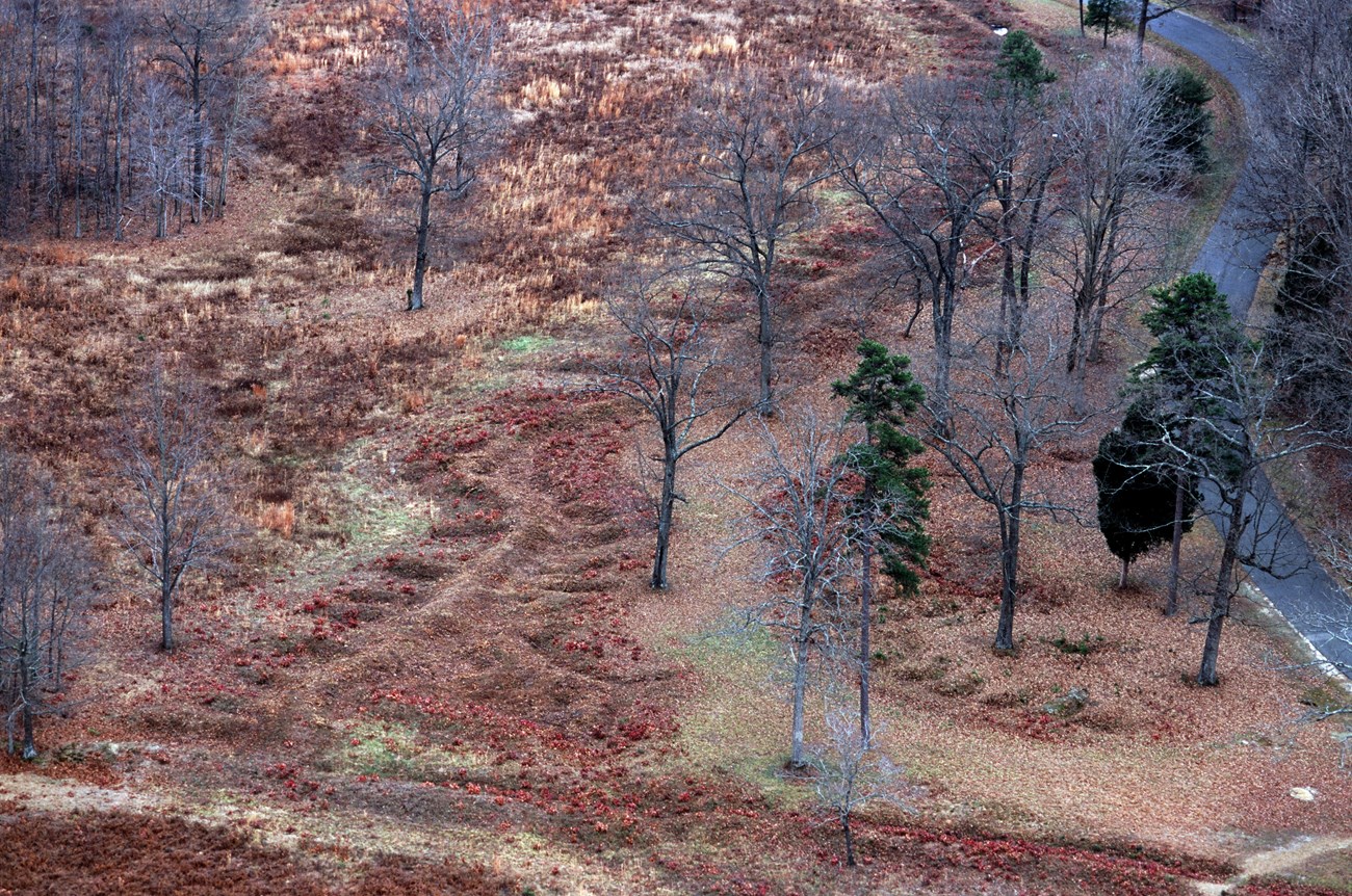 Curved mounds of earth with perpendicular mounds coming out of the main line snake through the photo in reddish-brown. Fallen leaves and bare trees surround the earthworks.