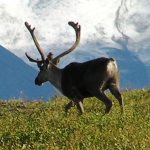 Caribou in Gates of the Arctic National Park