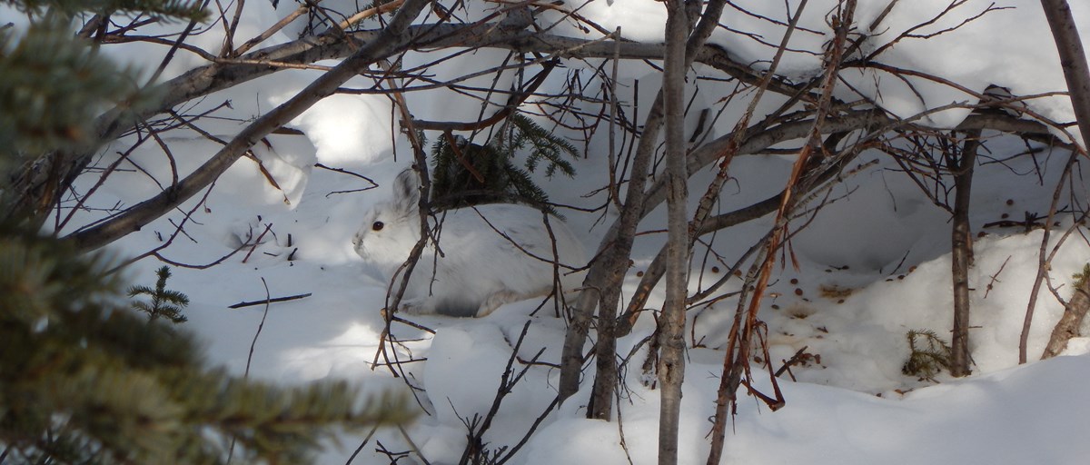 Snowshoe Hare Gates Of The Arctic National Park & Preserve (U.S