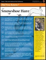 Whole page view of the Snowshoe Hare PDF