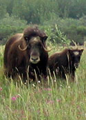An inquisitive adult and a young muskox look up. An inquisitive adult and a young muskox look up.