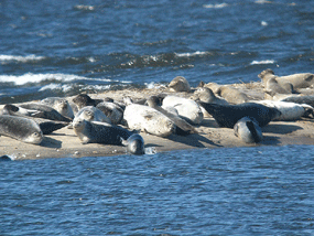 Seals at Sandy Hook taking advantage of the warm sun by laying on a sandbar in winter.&nbsp;