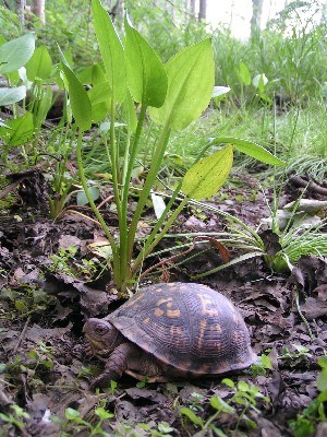 A small box turtle is shown on the ground surrounded by leaves.
