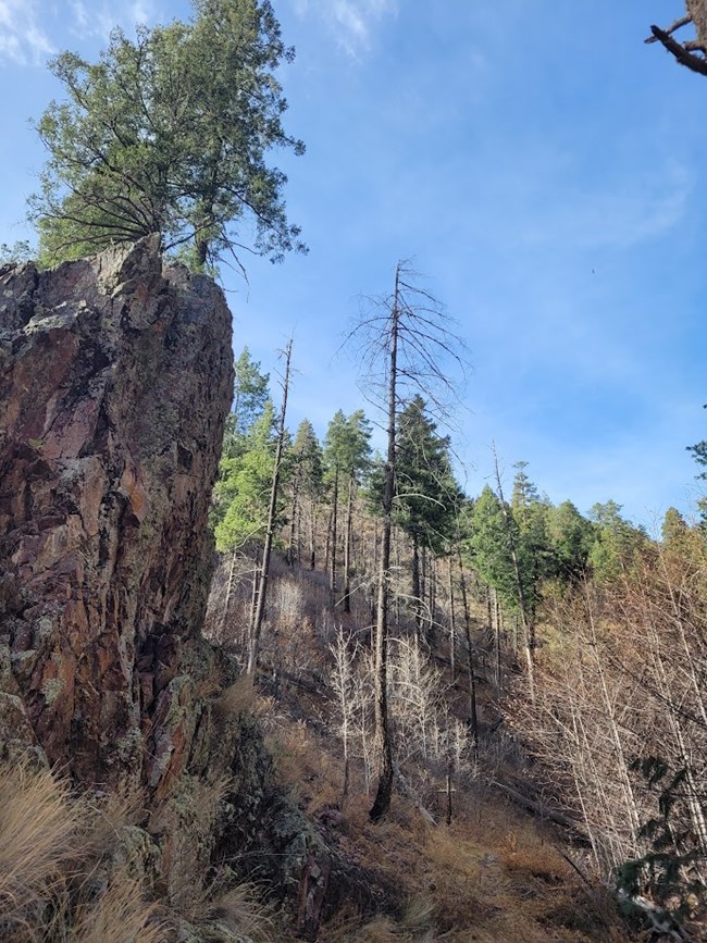 A trail leading through a forest of evergreen trees