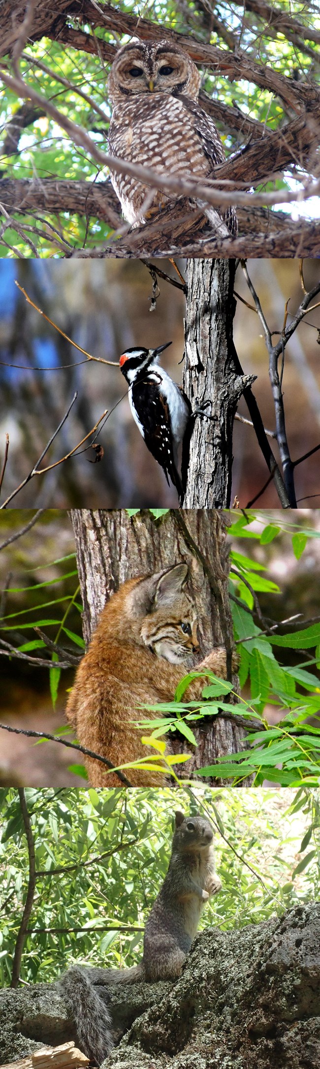 From top to bottom: a Mexican spotted owl, hairy woodpecker, baby bobcat and rock squirrel.