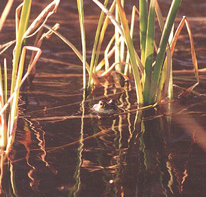 A photo of a bullfrog in the reeds of the Middle Fork River