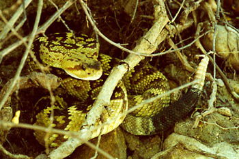 A photo opf a Blacktail rattlesnake in the brush near trail to the Cliff Dwellings