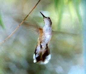 Male rufous hummingbird hovering near a branch.