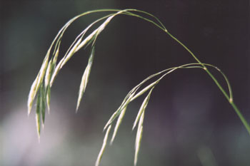 A photo of a single stalk of grass with seeds in the sun