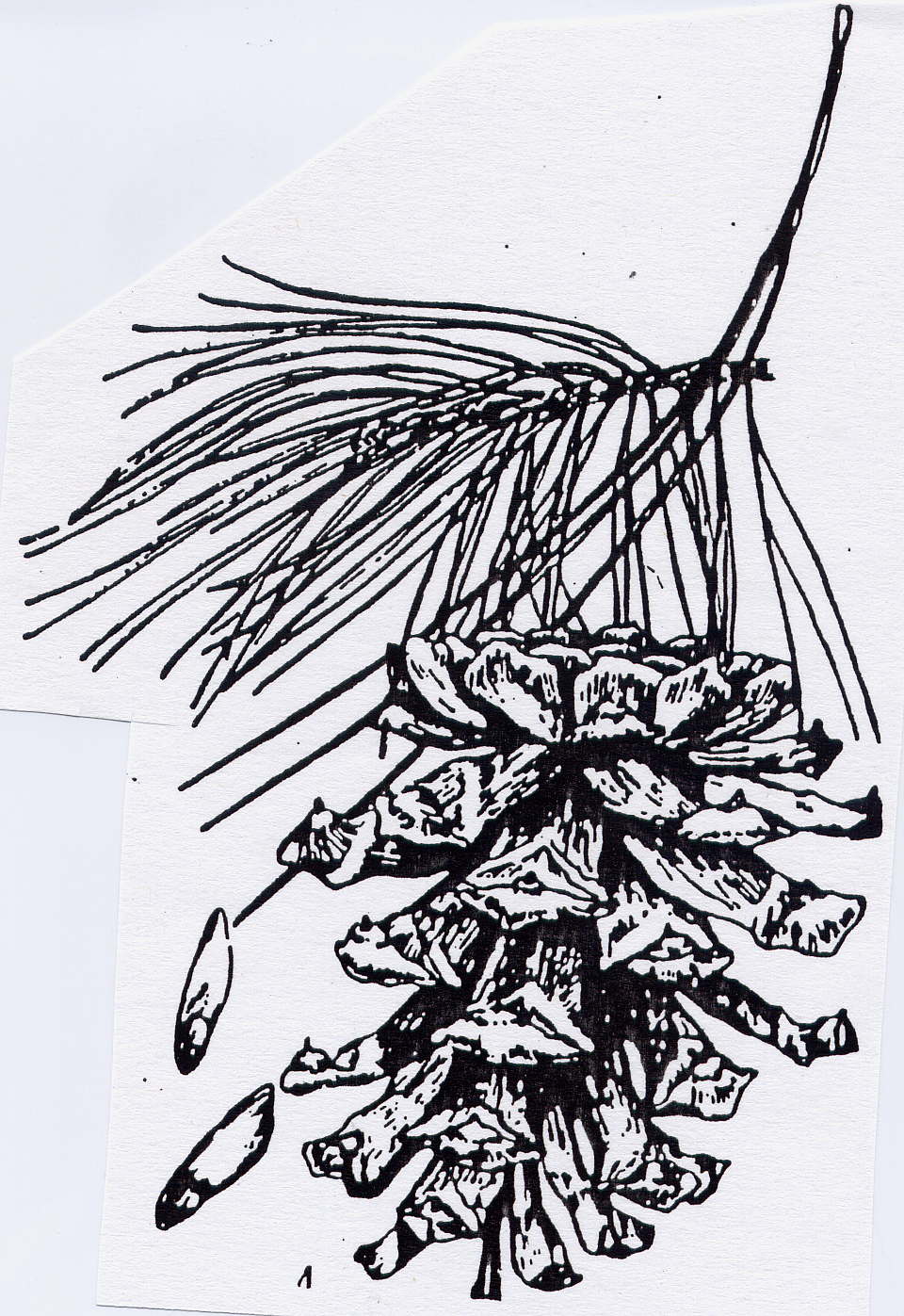 branch with pine cone