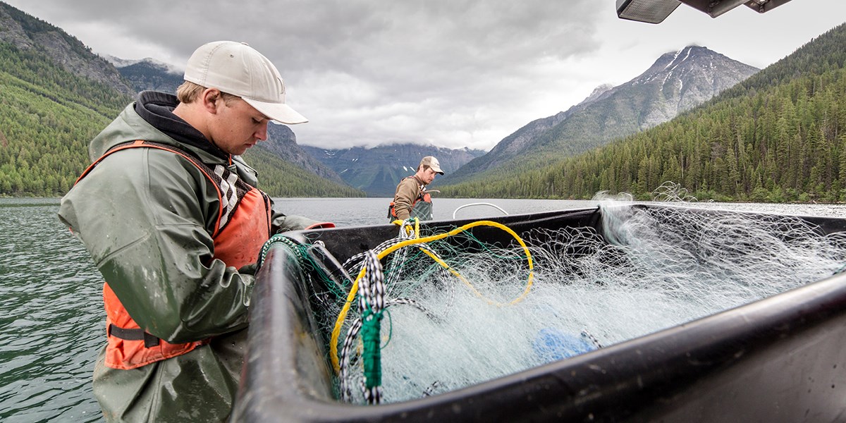 Intern works as part of Quartz Lake Fish Project. Internships are a great way to experience Glacier National Park for the summer, as well as gain work experience.