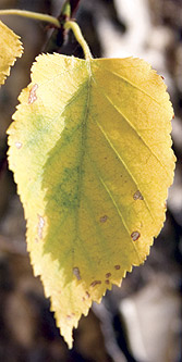 Birch leaf in the Fall Birch leaf in the Fall